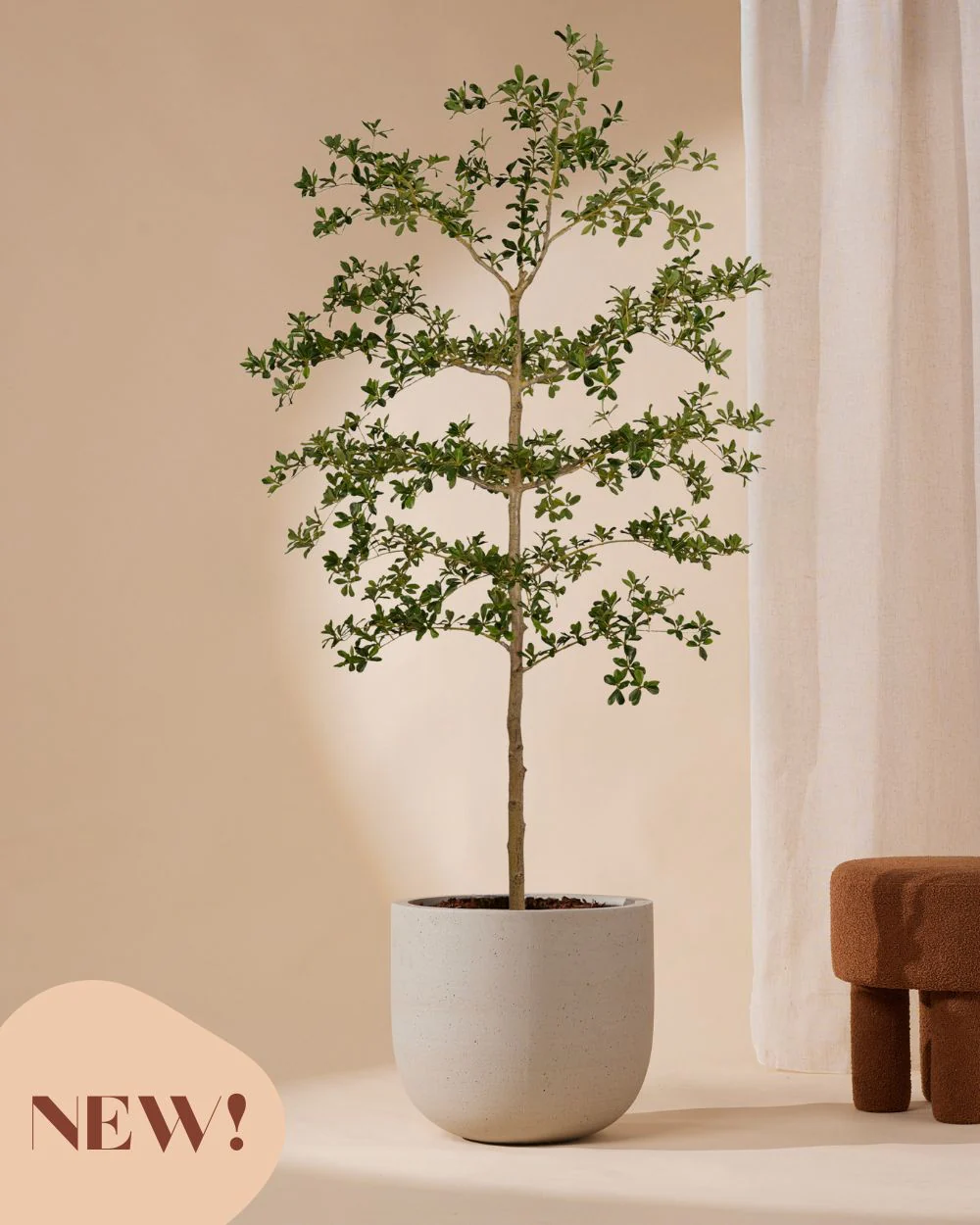 Valse planten