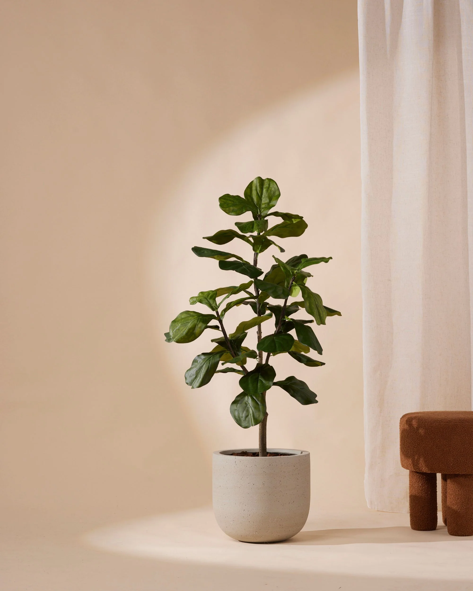 Funky Ficus
